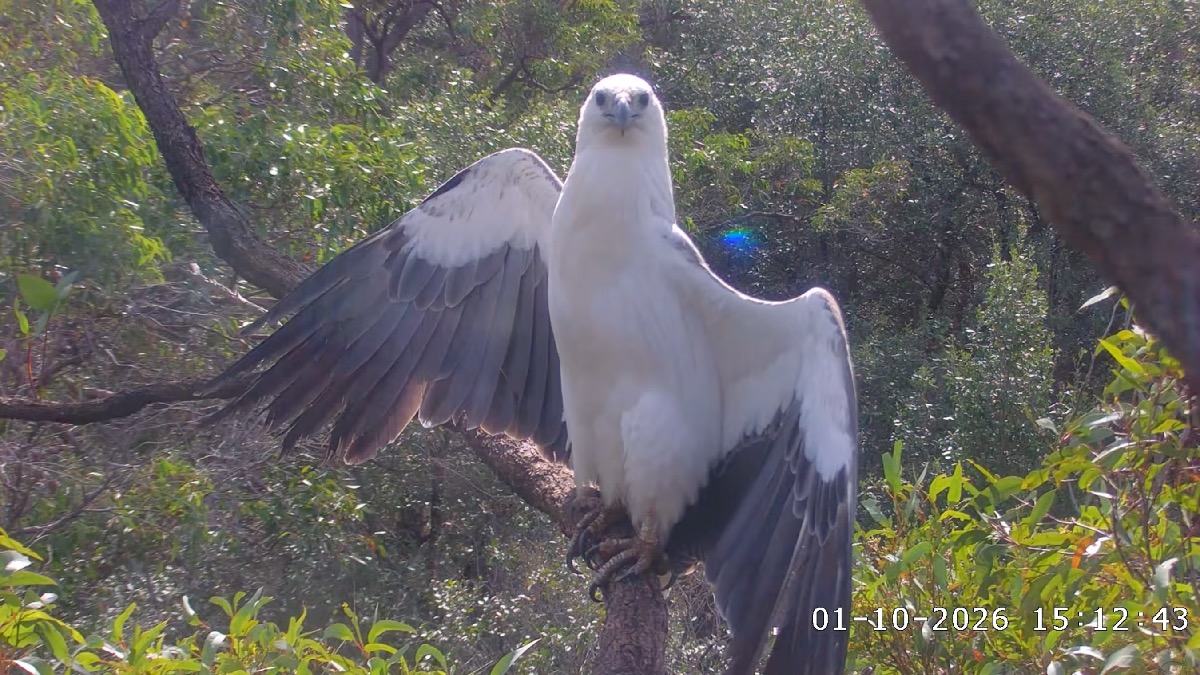 White-bellied sea eagle (Haliaeetus leucogaster)